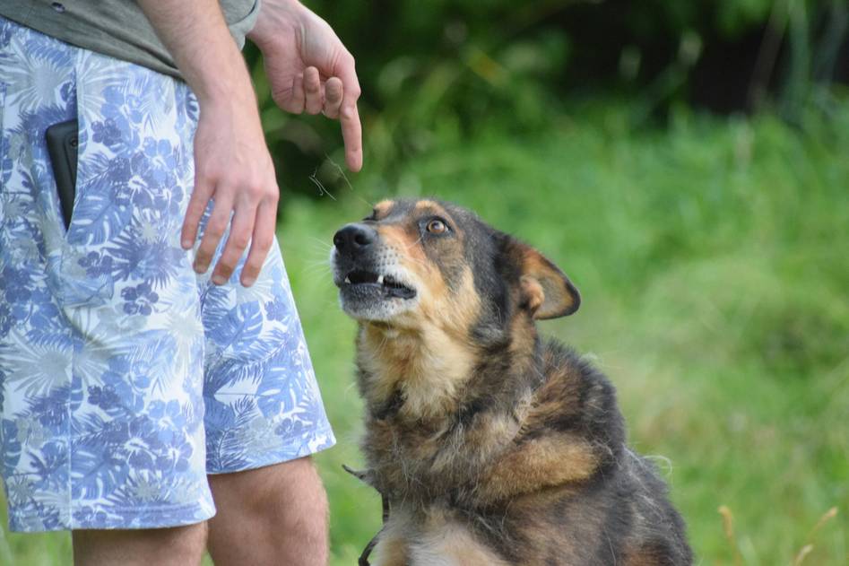 Happy rescue dog learning leash skills in a peaceful park setting