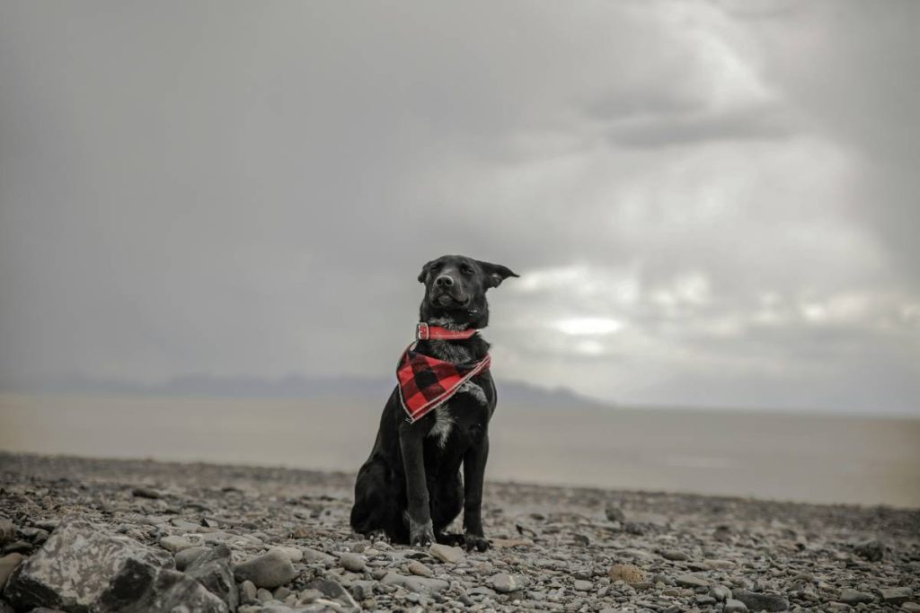 High Wind Search Strategies: Training Rescue Dogs When the Storm Hits