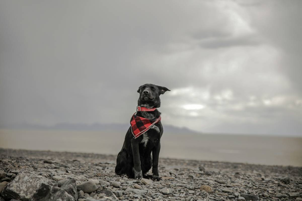 High Wind Search Strategies: Training Rescue Dogs When the Storm Hits