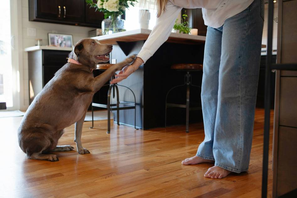Homepage for Pet Care Pet Training Methods rescue dog training