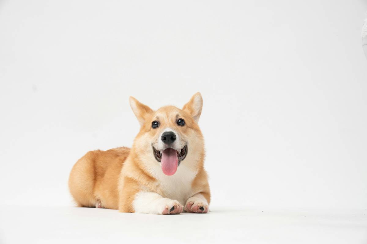 Mastering Rescue Dog Team Roles: Why Coordination Beats Individual Brilliance