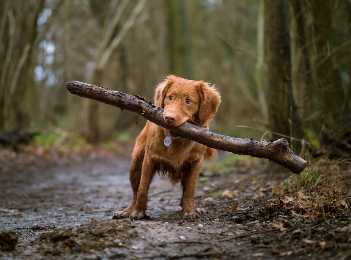 Mastering Scent Source Pinpointing for Rescue Dog Training Success