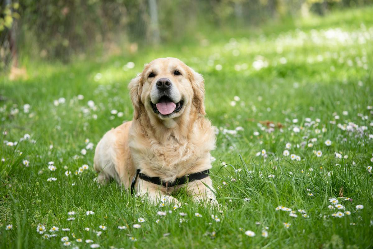 Mastering Search Efficiency Drills for Rescue Dog Training Success