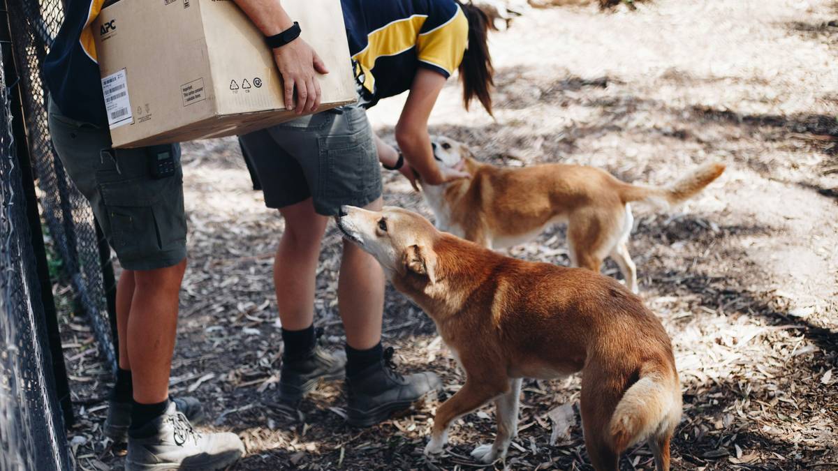 Rescue dog training team conducting team after-action review in shelter courtyard