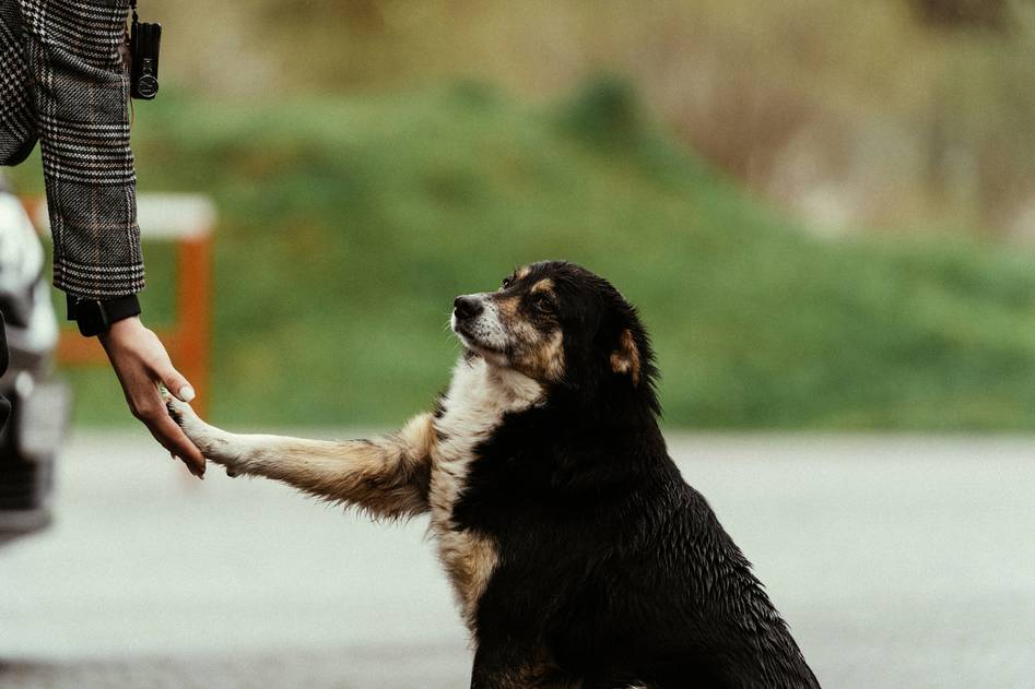 Trainer guiding a calm rescue dog through basic commands outdoors