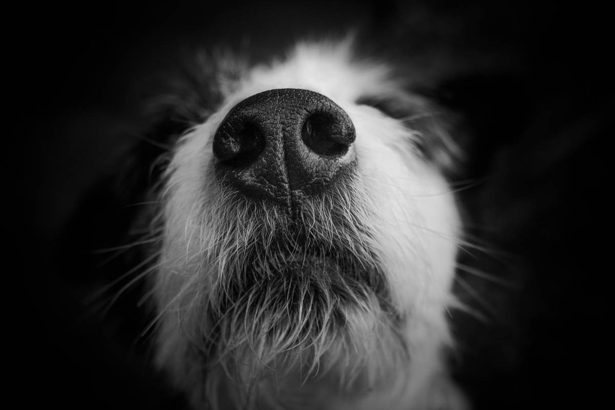 Canine Olfactory Training: How to Teach Rescue Dogs to Follow Their Noses