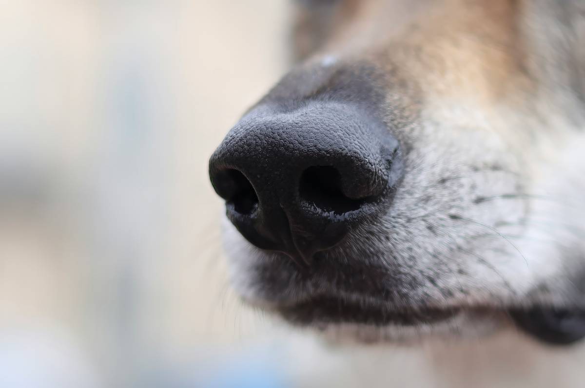 Dog Scent Detection Skills: 7 Proven Ways to Unlock Your Rescue Pup’s Amazing Potential