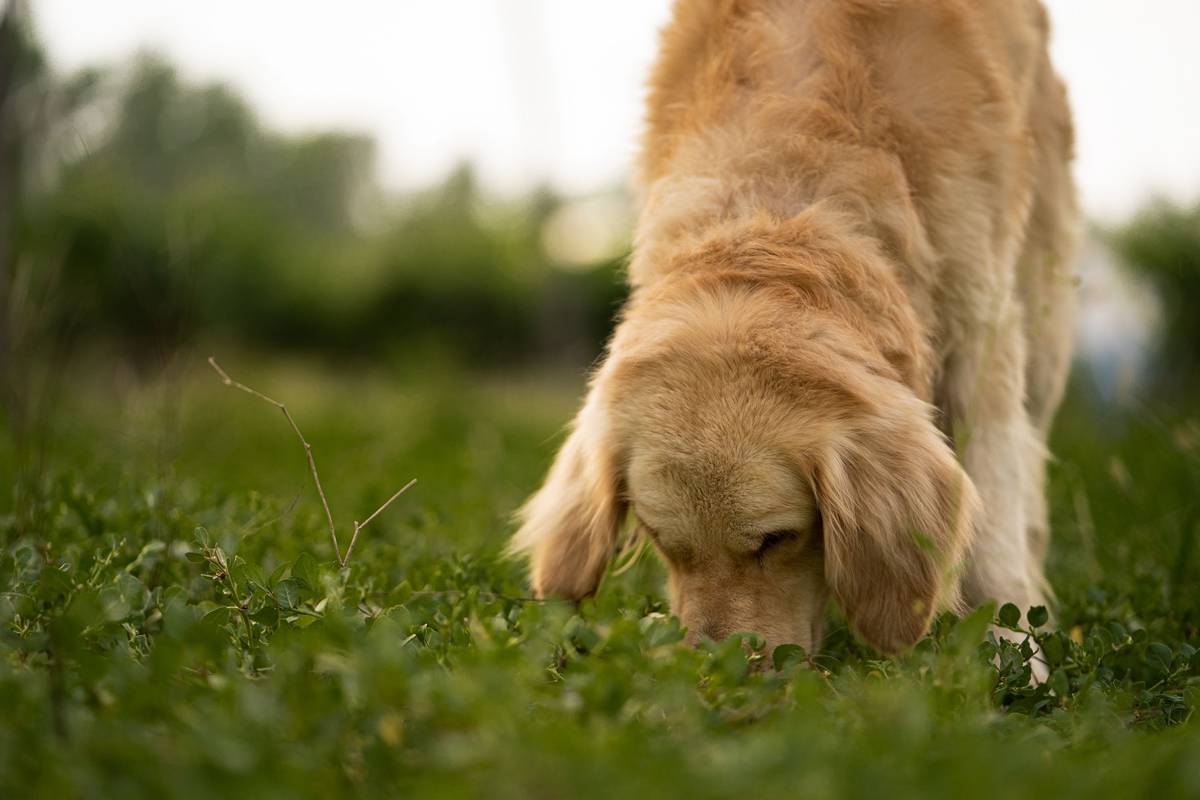 canine olfactory training tools for rescue dogs including scent cloths and tracking vests