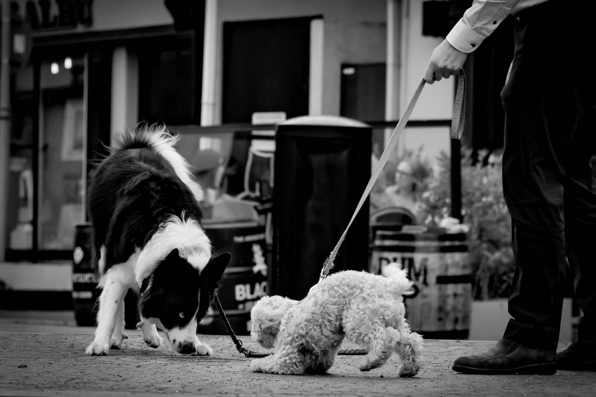 rescue dog performing canine olfactory training in backyard