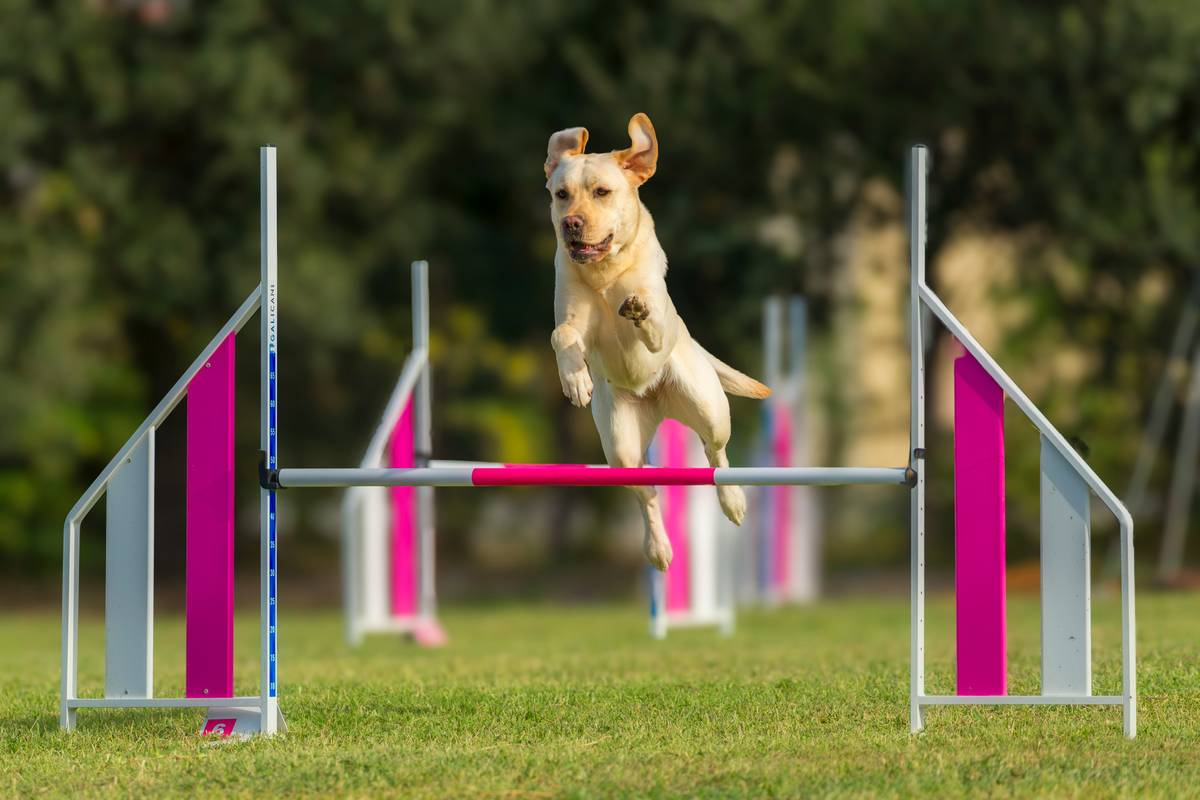 Team communication dogs training session with multiple handlers using consistent hand signals