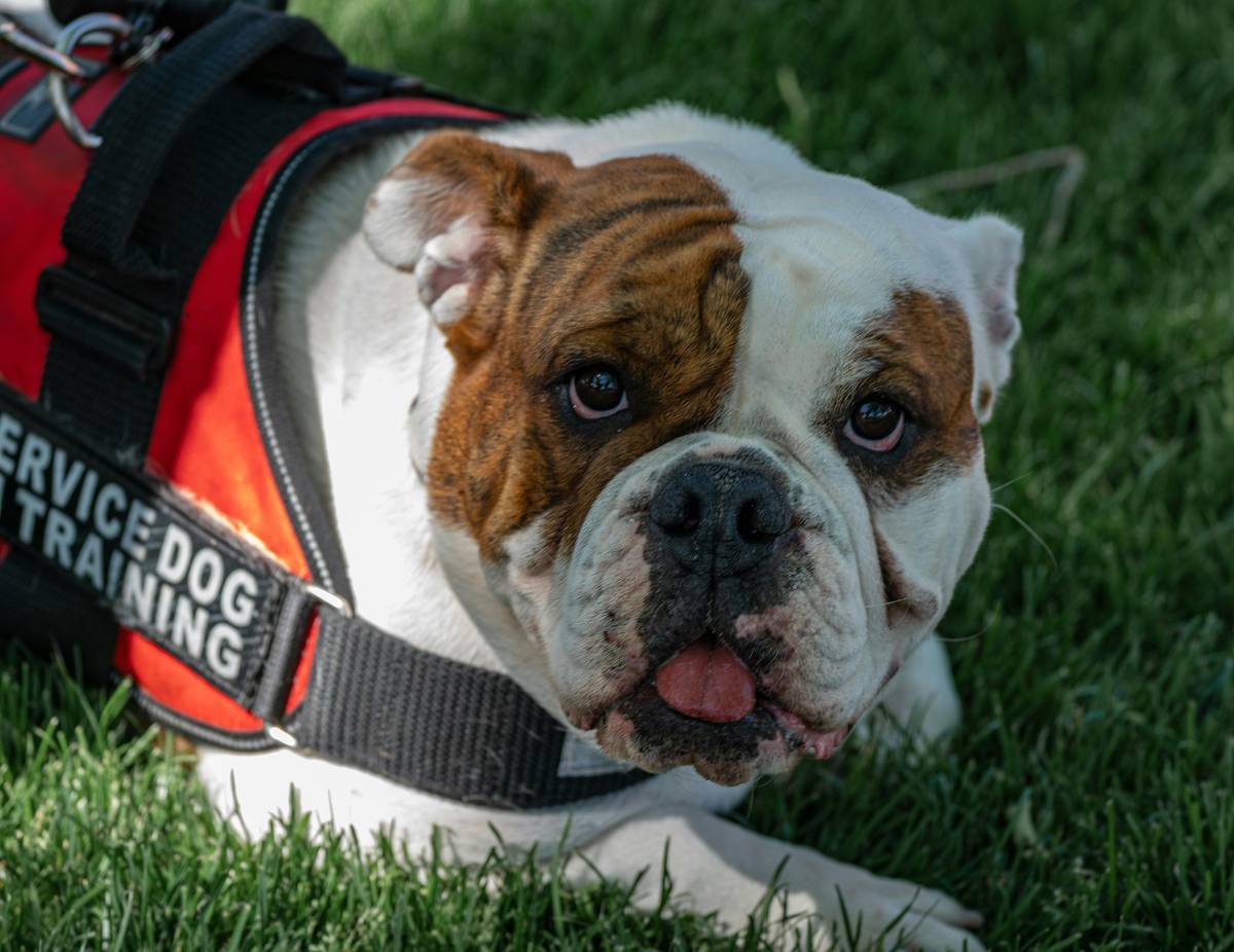 Rescue dog sniffing a target scent container during training session – dog scent detection skills