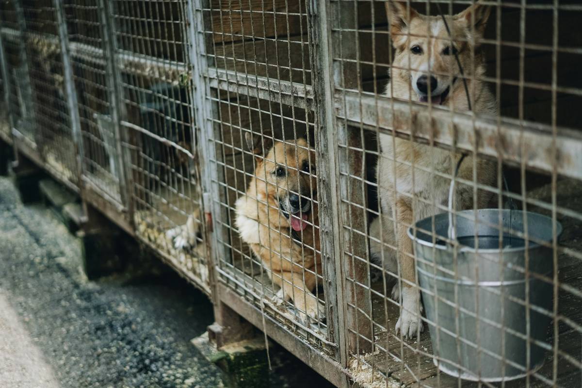 Volunteers practicing dog rescue coordination during a mock transport drill with leashes and crates