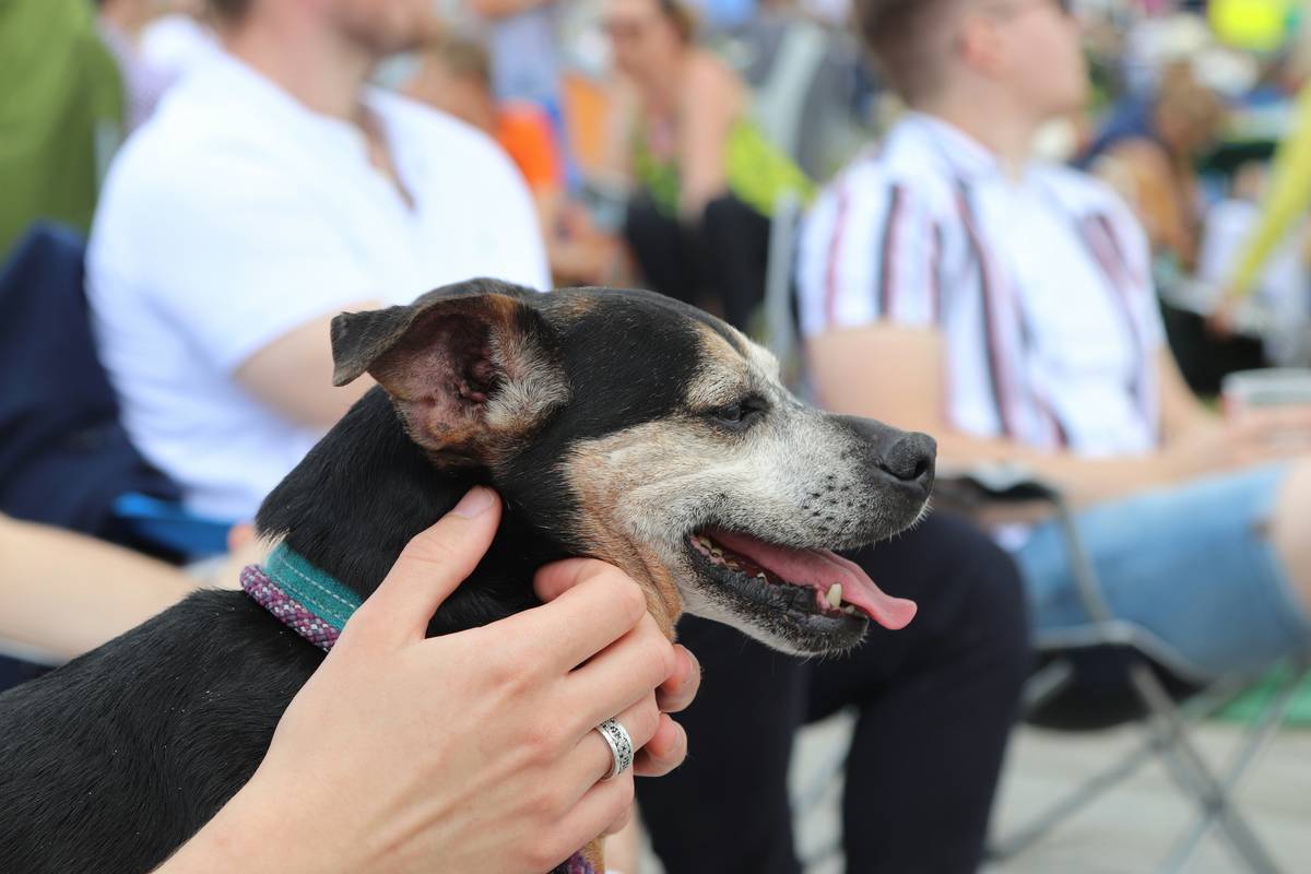 Canine Rescue Teamwork: 7 Proven Strategies to Avoid Costly Mistakes