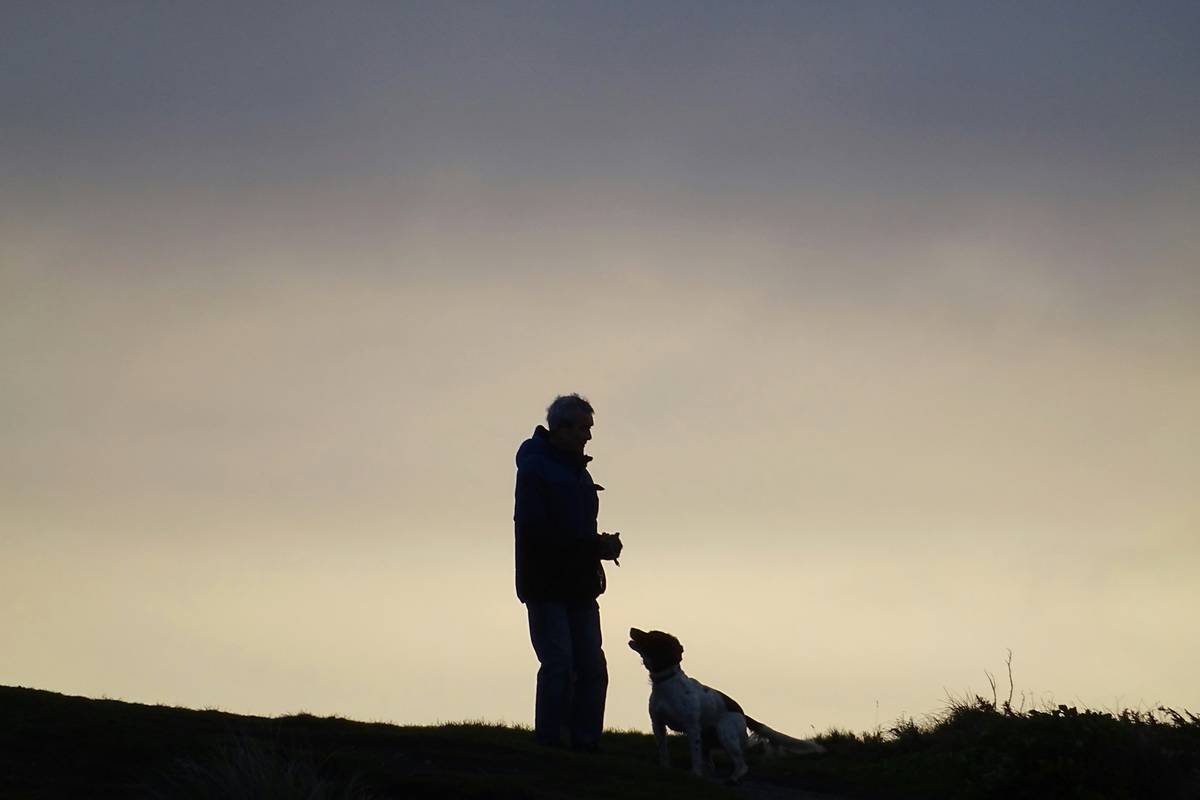 Canine Scent Search Training: 7 Proven Ways to Avoid Costly Mistakes with Rescue Dogs