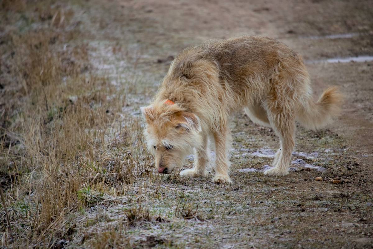scent tracking rescue dogs practicing on a grassy trail with handler guidance