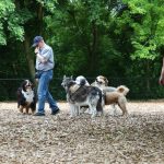 Field Team Rescue Dogs: 7 Proven Strategies to Avoid Costly Coordination Mistakes