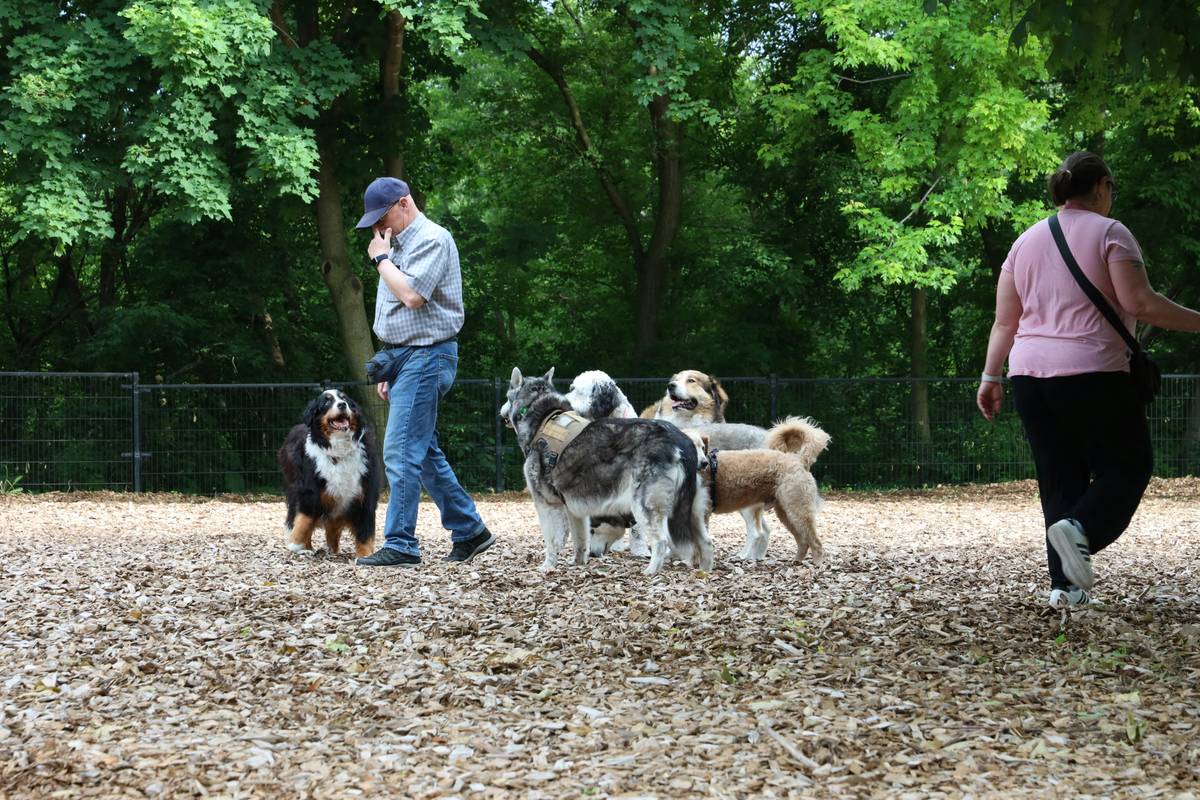 Field Team Rescue Dogs: 7 Proven Strategies to Avoid Costly Coordination Mistakes