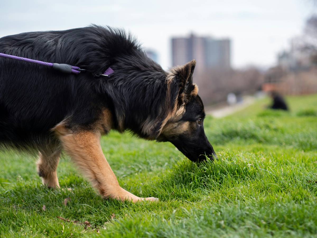 Golden retriever rescue dog intently following a scent trail with focused expression, showcasing scent tracking abilities