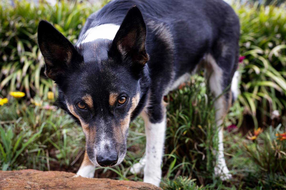 Perimeter Search Technique: 7 Proven Ways to Avoid Costly Mistakes in Rescue Dog Training
