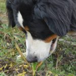 Scent Tracking Abilities: 7 Proven Ways to Unlock Your Rescue Dog’s Hidden Potential