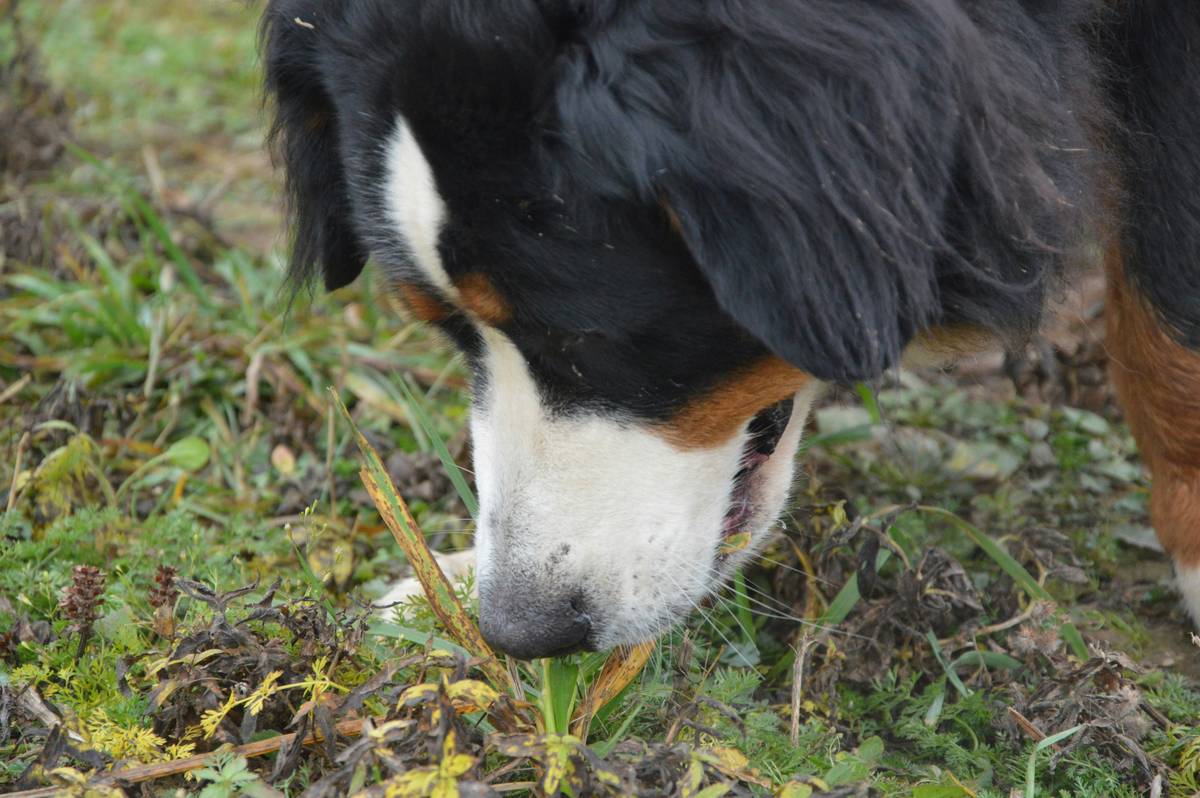 Scent Tracking Abilities: 7 Proven Ways to Unlock Your Rescue Dog’s Hidden Potential