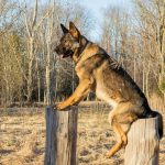 Scent Tracking Rescue Dogs: 7 Proven Ways to Avoid Costly Mistakes