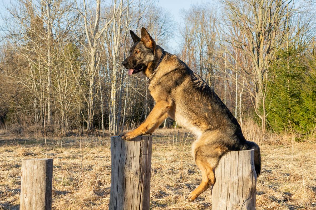 Scent Tracking Rescue Dogs: 7 Proven Ways to Avoid Costly Mistakes