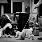 Canine Scent Tracking Skills: 7 Proven Ways to Avoid Costly Mistakes with Rescue Dogs