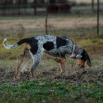 Dog Scent Ability Training: 7 Proven Techniques to Avoid Frustrating Setbacks