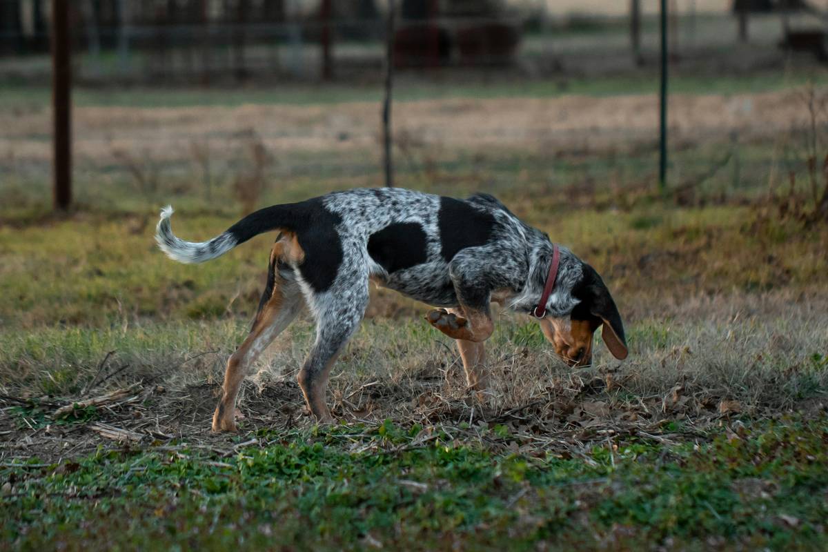 Dog Scent Ability Training: 7 Proven Techniques to Avoid Frustrating Setbacks
