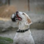 Rescue Dog Communication: 7 Proven Strategies to Avoid Frustrating Breakdowns