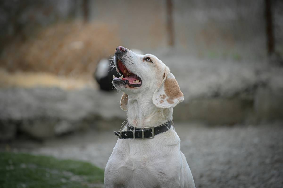 Rescue Dog Communication: 7 Proven Strategies to Avoid Frustrating Breakdowns