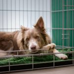 Search Tactics for Lost Dogs: 7 Proven Strategies to Avoid Heartbreak and Hours of Frustration