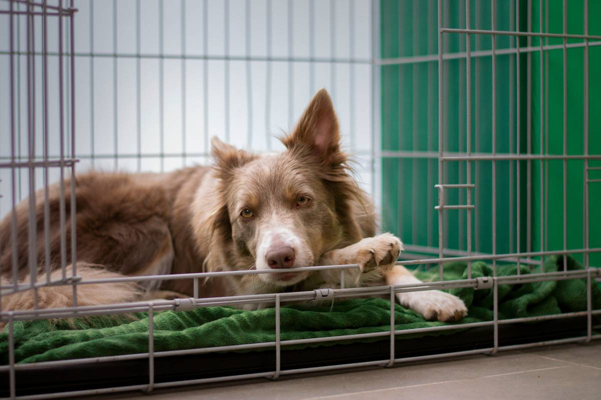 Search Tactics for Lost Dogs: 7 Proven Strategies to Avoid Heartbreak and Hours of Frustration